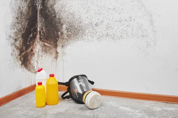 Best Mold Testing  in Morristown, IN