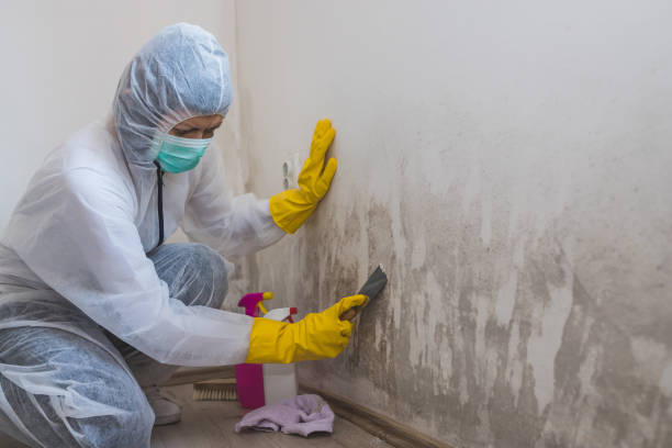 Best Fast Mold Removal  in Morristown, IN