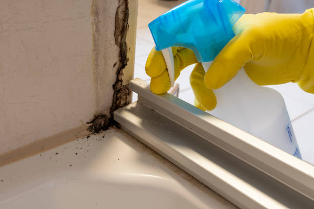 Mold Removal and Inspection in Morristown, IN