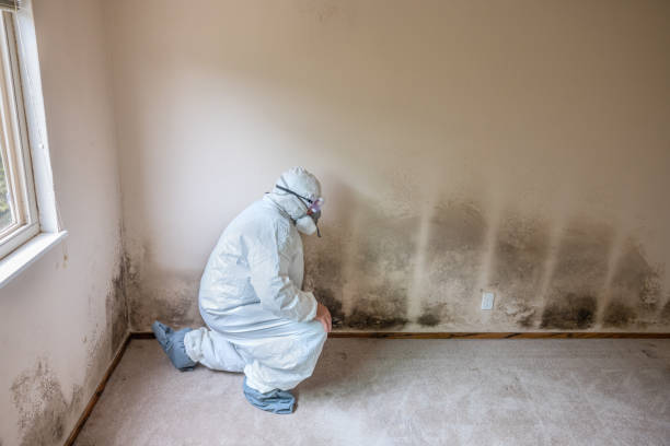 Best Certified Mold Removal  in Morristown, IN