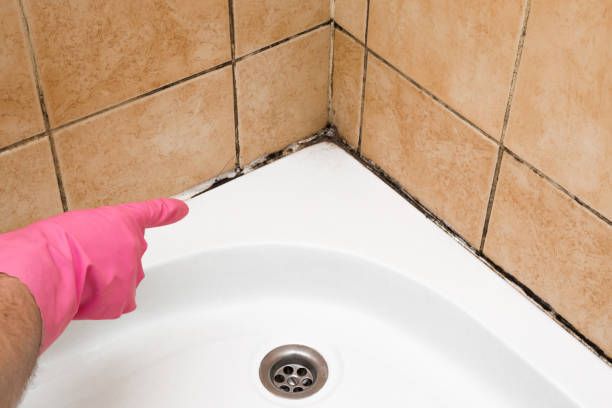 Best Affordable Mold Removal  in Morristown, IN